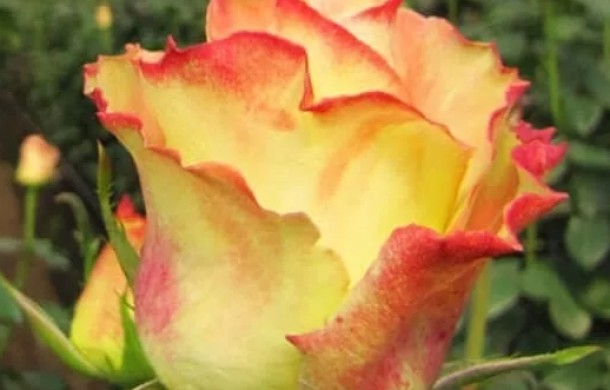 Роза чайно-гибридная Aubade