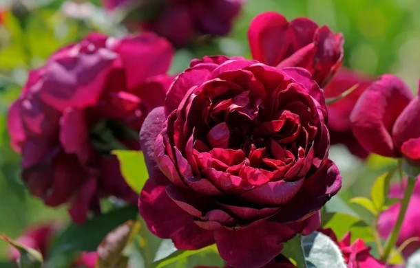 Роза чайно-гибридная Аскот (Ascot)