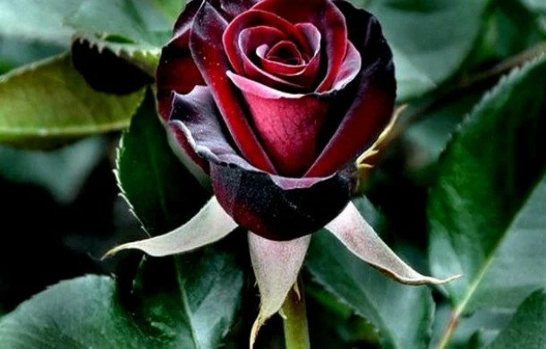 Роза Черный принц
