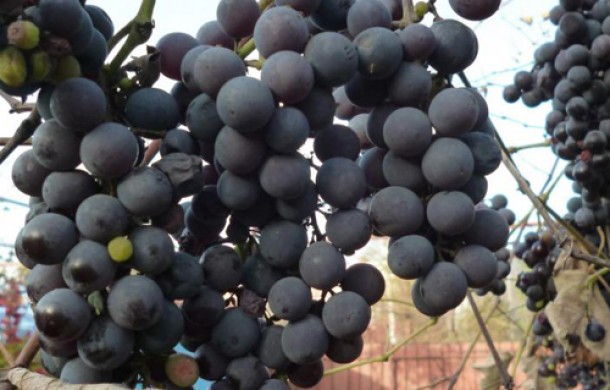 Сорт винограда Изабелла