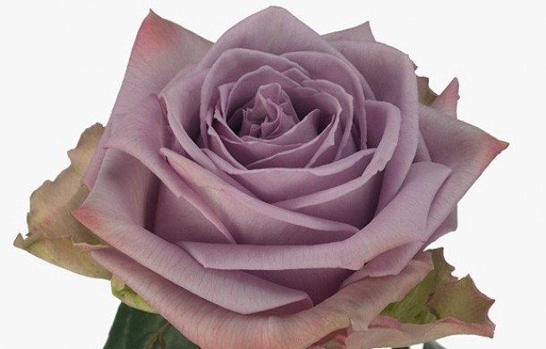 Роза крупноцветковая "Armando"