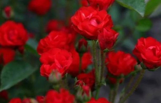 Роза Капелька красная