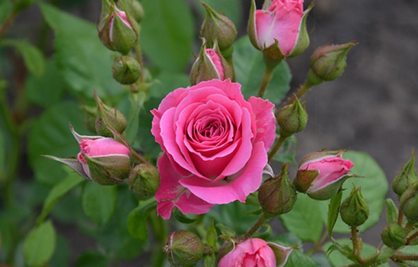 Роза Лидия