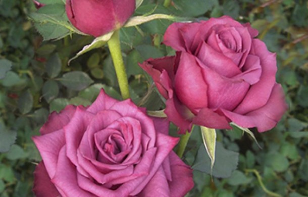 Розы Блуберри