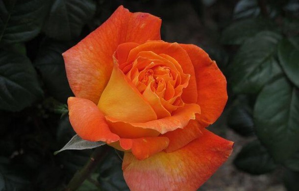 Роза Луи де Фюнес