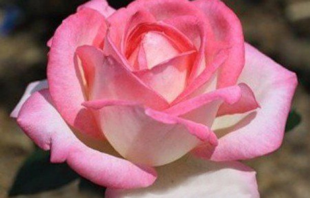 Саженец чайно-гибридной розы Невеста