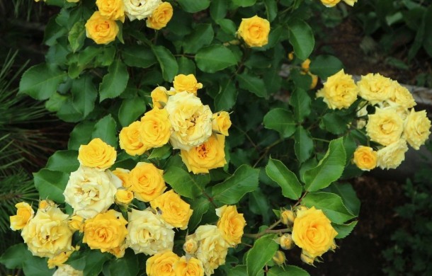 Роза Yellow Eveline