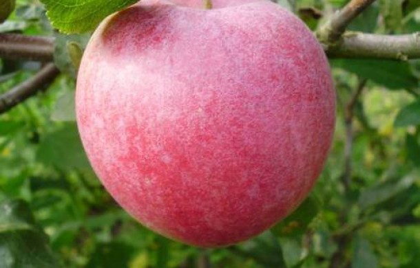 Сорт яблони Romus 