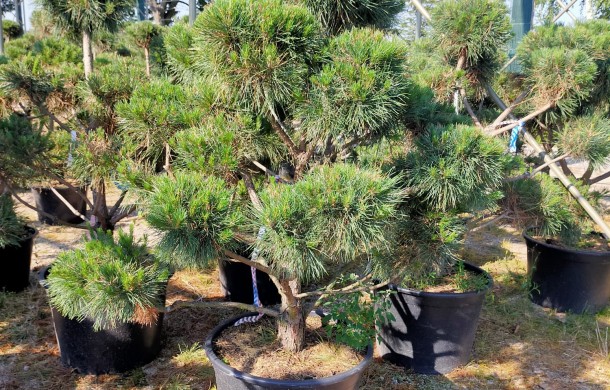 Сосна черная (Pinus nigra) bonsai-form